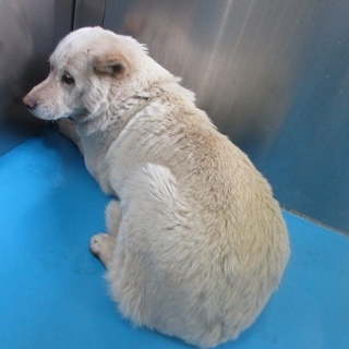 この子を助けてください。