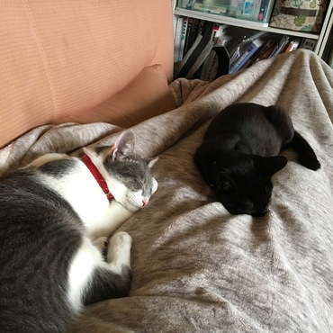 ソファに寝転ぶと腕と足が固定されます（笑）