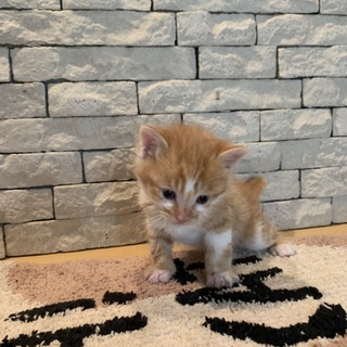 子猫  茶トラ白  オス