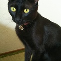 イケメン黒猫里親募集！