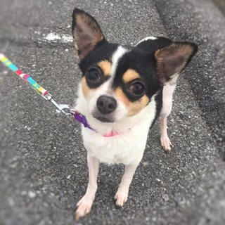 (トライアル中) りんごちゃん