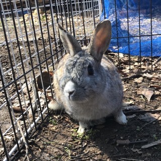 うさぎの男の子