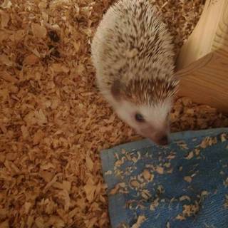 【受付一時停止】人懐っこいハリネズミちゃん