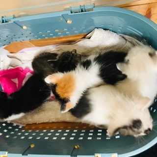お試しホームステイ可★子猫【保護猫】