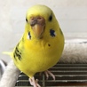 去年10月にこちらのサイトから里子にもらった子です。元気に大きくなりました。