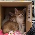 猫ちゃん引き取って下さい！(一時募集停止します)