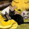 ２月生まれ　子猫４匹兄弟