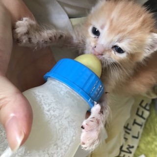 緊急里親募集中！！