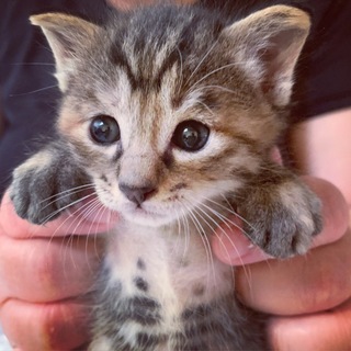 おっとりマイペース☆つぶらな瞳のしのぶちゃん