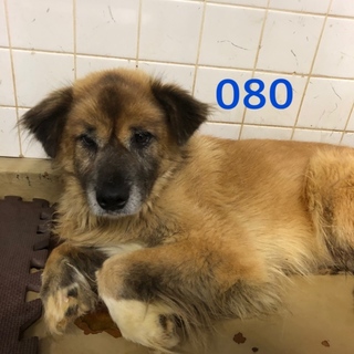 里親決定しました。