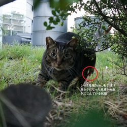 しっぽ赤むけの子「けいちゃん」とします