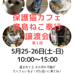 譲渡型保護猫カフェ 廣島ねこ奉行 譲渡会 第1回目