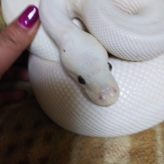 祖母の介護の為実家に戻る為