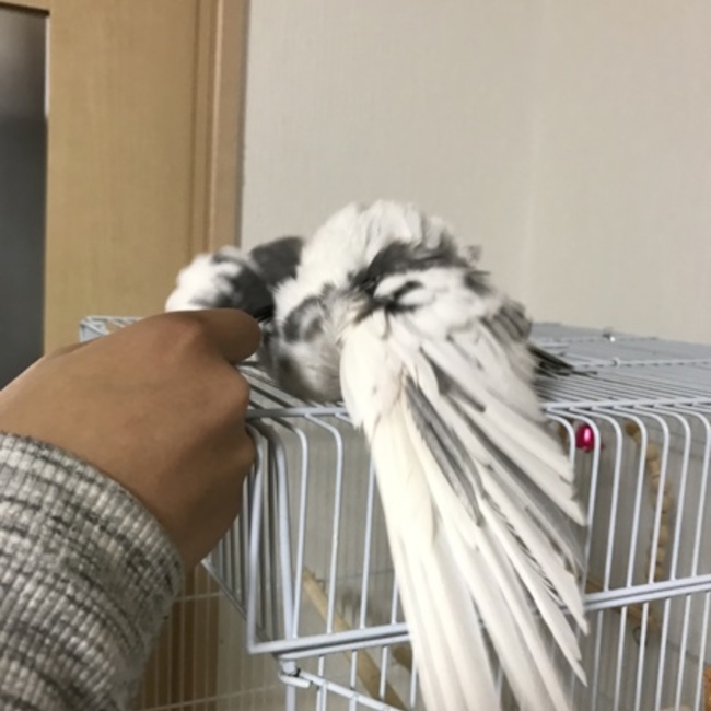 たるぎうゆのカバー写真