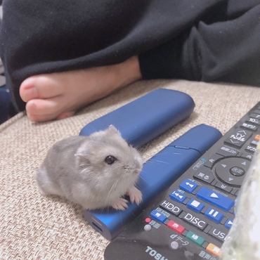 おすましショット