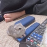 おすましショット