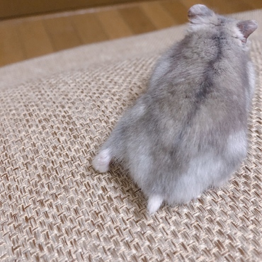 はむけつ