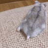 はむけつ