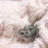ふわふわ