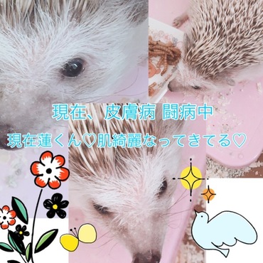 蓮くん皮膚病 回復傾向☆