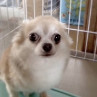 ちーたん