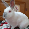 保護うさぎ：おとなし女子のもくちゃん（メス） サムネイル6