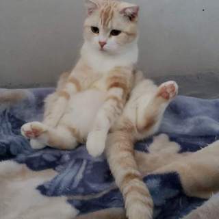 気持ちの優しいスコちゃん