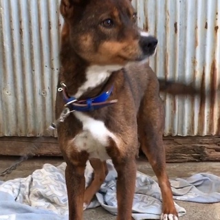 徳島県より　もう人馴れできました！