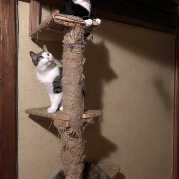 久しぶりの猫のなる木
