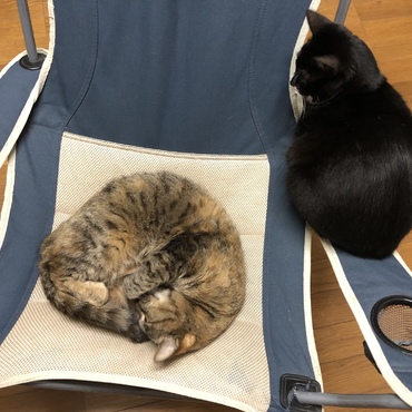 誰もいない部屋で、眠るトゥトゥ姫の安全を守るボディガード