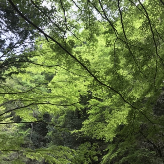 star seed Hのカバー写真