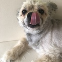 元気なポメラニアン男の子