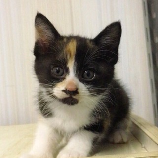 1ヶ月半・黒が多めの三毛ちゃん