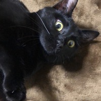 ノンタン