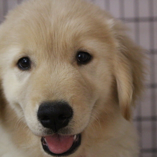 里親様が決まりました。