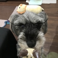 シルヴァ