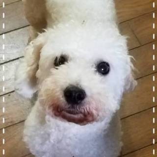 活発なビション、ミルクの家族を募集します。