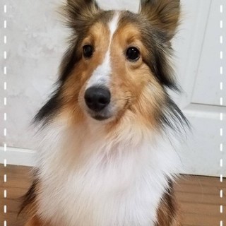 大人しいシェルティ、みおりの家族を募集します。