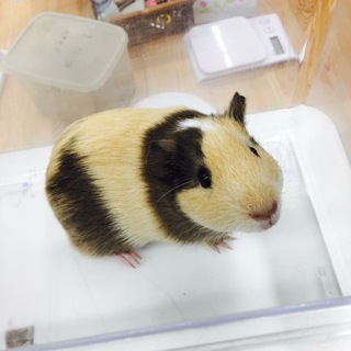 モルモットの男の子の募集♂