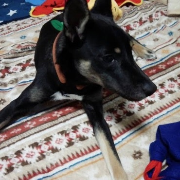 何だかおともだちがたくさんいるのU^q^U嬉しいな！ったら嬉しいな ヽ(*´▽)ノ♪