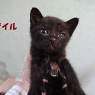 かわいい盛りの黒猫、ずっとのお家を探してます。