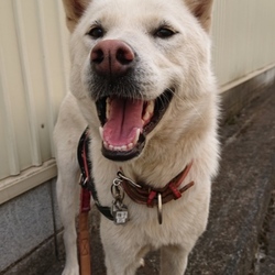 紀州犬2歳になりました。