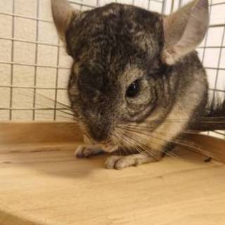 黒のチンチラちゃん里親募集します。