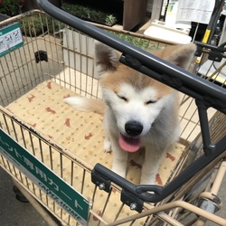 ひさびさの投稿