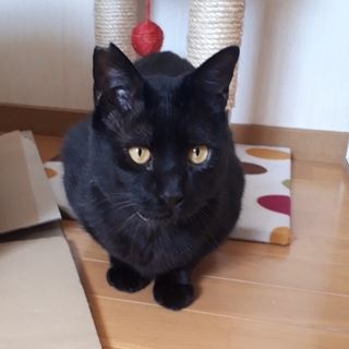 友好的で優しいエイズキャリアのもんたくん。