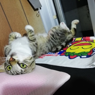 キジトラ　オス仔猫　里親募集します。