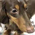 ミニチュアダックスフンド♂推定6歳