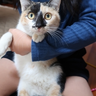 三毛猫の里親　募集します！　抱っこ大好き！