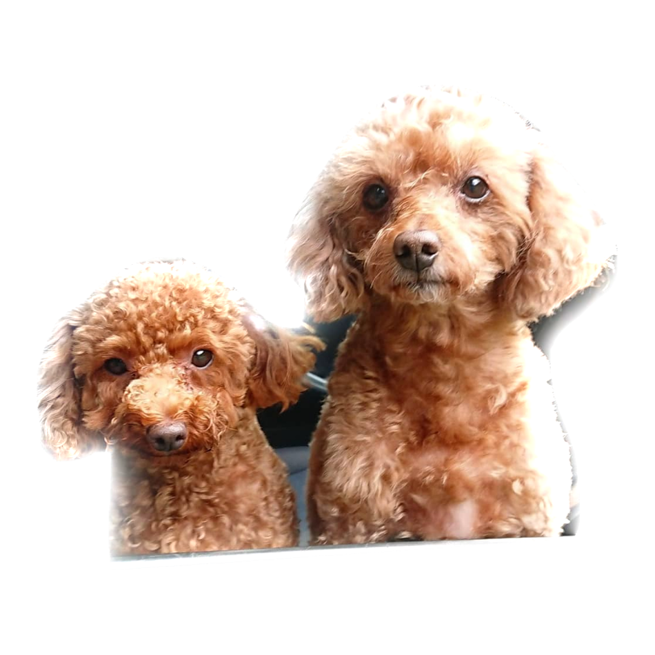 まるのカバー写真