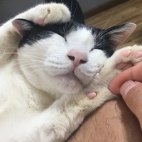おもち